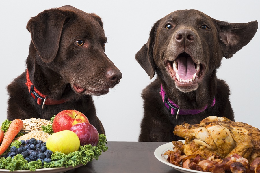 Chien : que mange-t-il vraiment ?