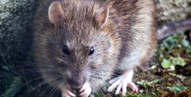 Invasion de souris : ces maladies se propagent par les rats et les souris