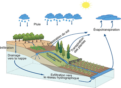 L’importance de l’eau dans l’agriculture