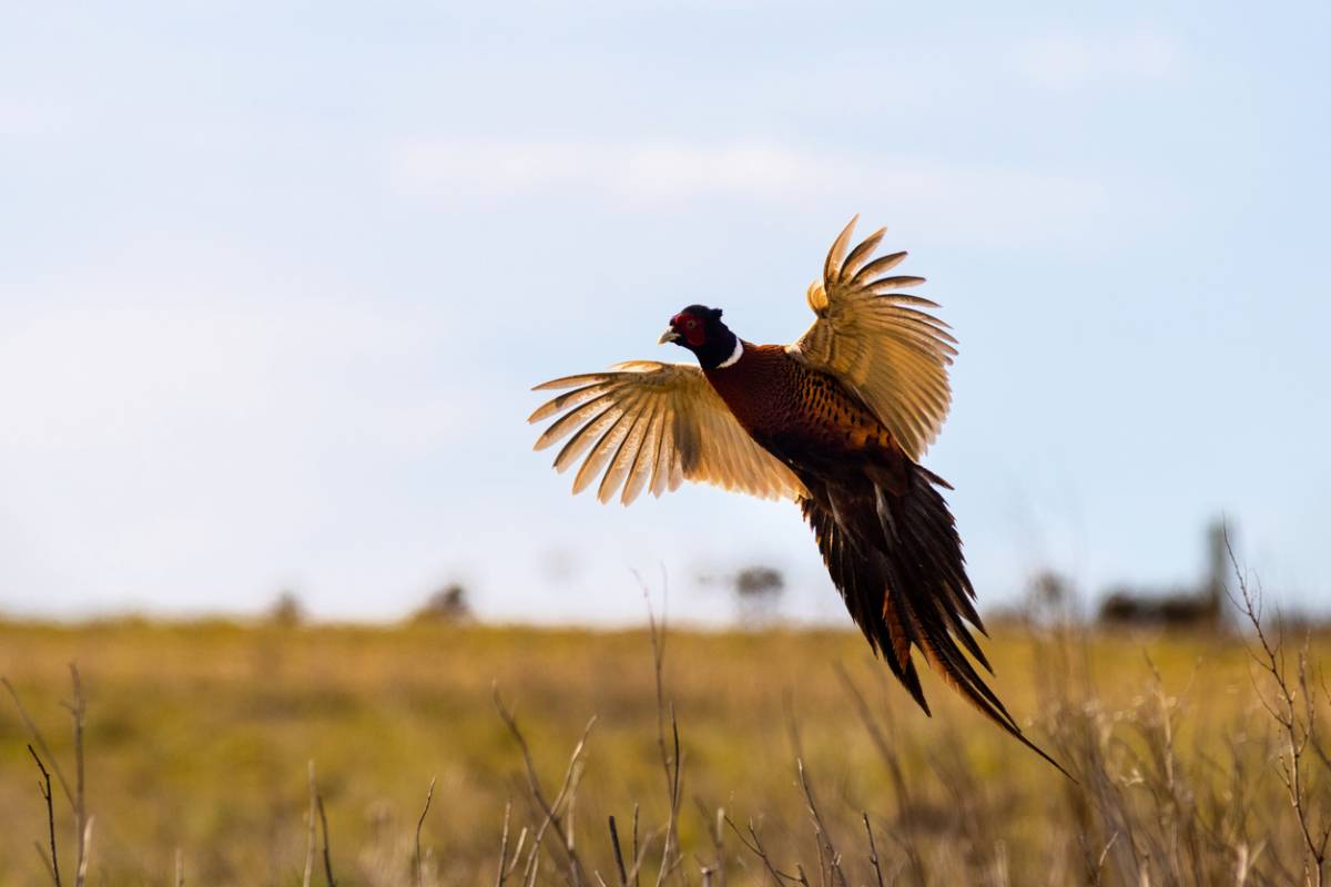 Quelles sont les périodes de chasse en France ?