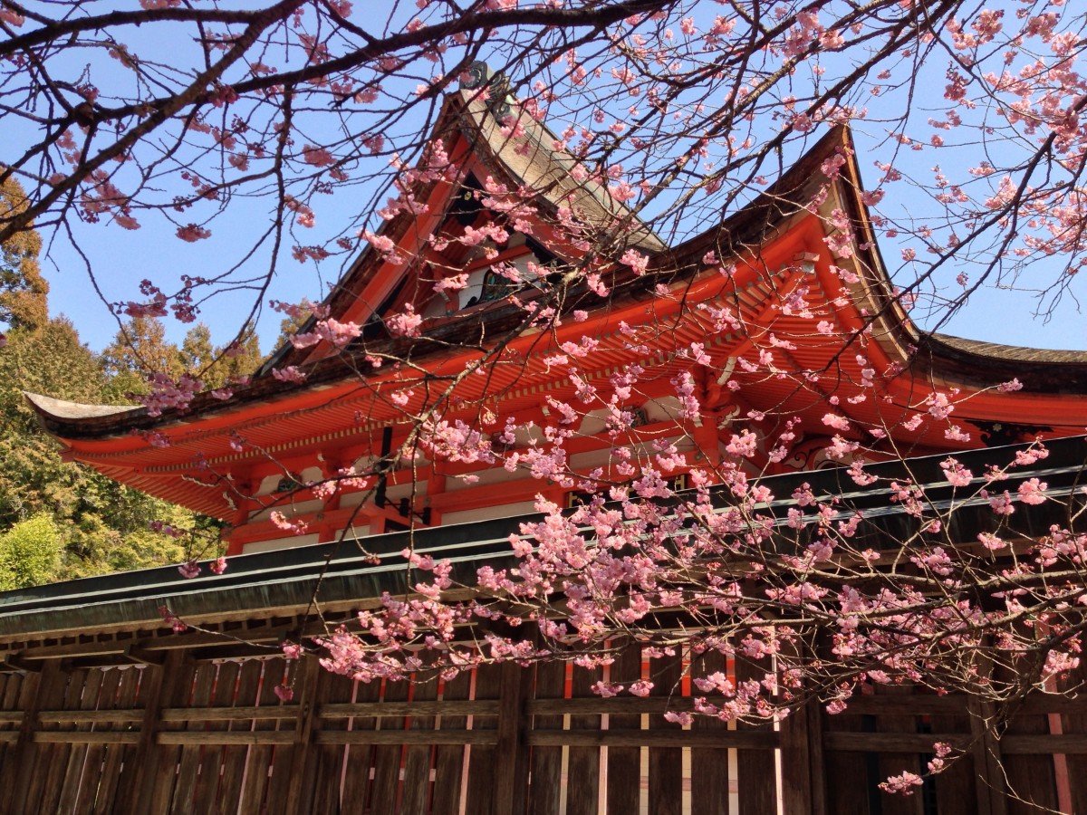 cherry_spring_spring_in_japan_cherry_tree_shrine_japan_temple_inari-719404.jpg!d