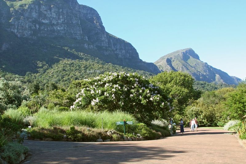 Kirstenbosch_National_Botanical_Gardens_-_panoramio_-_Frans-Banja_Mulder