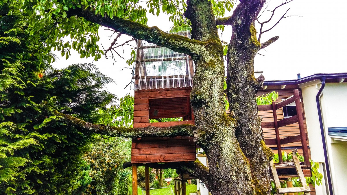 tree_treehouse_nature_tree_hut_wood_play_retreat_mood-498013.jpg!d