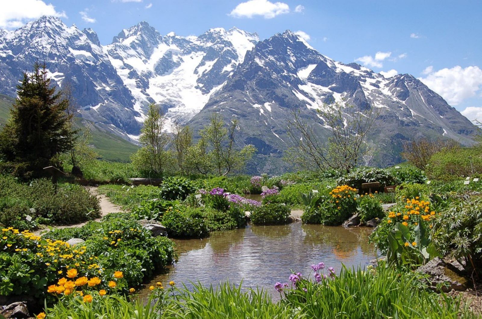 les-hautes-alpes-possedent-un-riche-patrimoine-floral-comme-ici-au-col-du-lautaret-photo-dr-1557862356